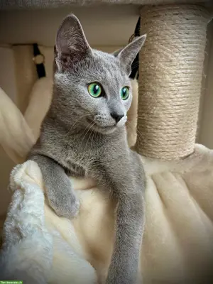 Einzigartige Russisch Blau Kitten