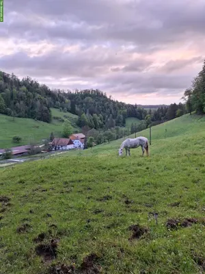Pferde Offenstall / Altersweide, Kanton Jura