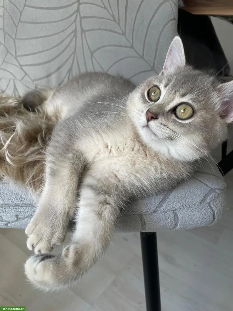 BKH Kitten (1 Kater) sucht ein liebevolles Zuhause