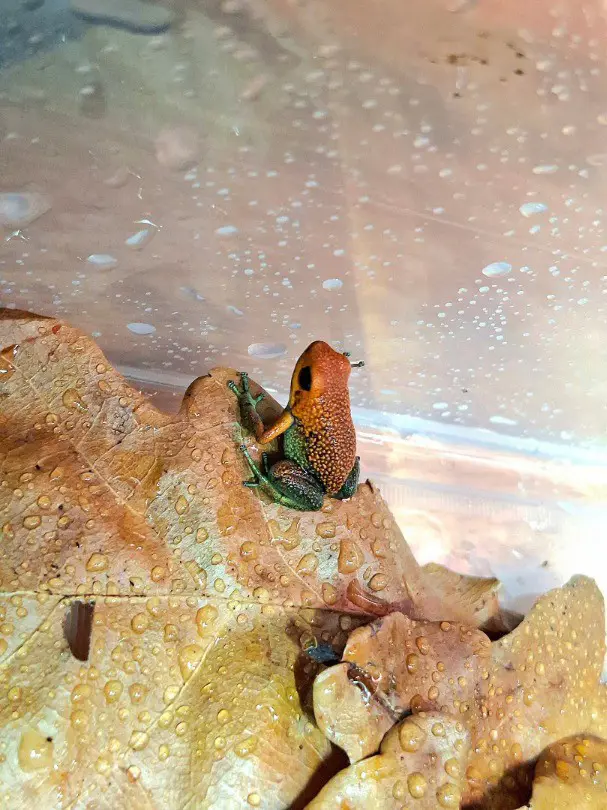 Oophaga Granilufera palmar norte