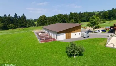 Auslaufboxen & Plätze im Offenstall vermieten