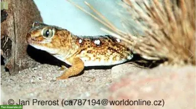 SUCHE Chondrodactylus angulifer, Namib Sandgecko