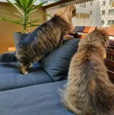 Zura&Lupo 10j. suchen zus. ein Zuhause (Wohnung)