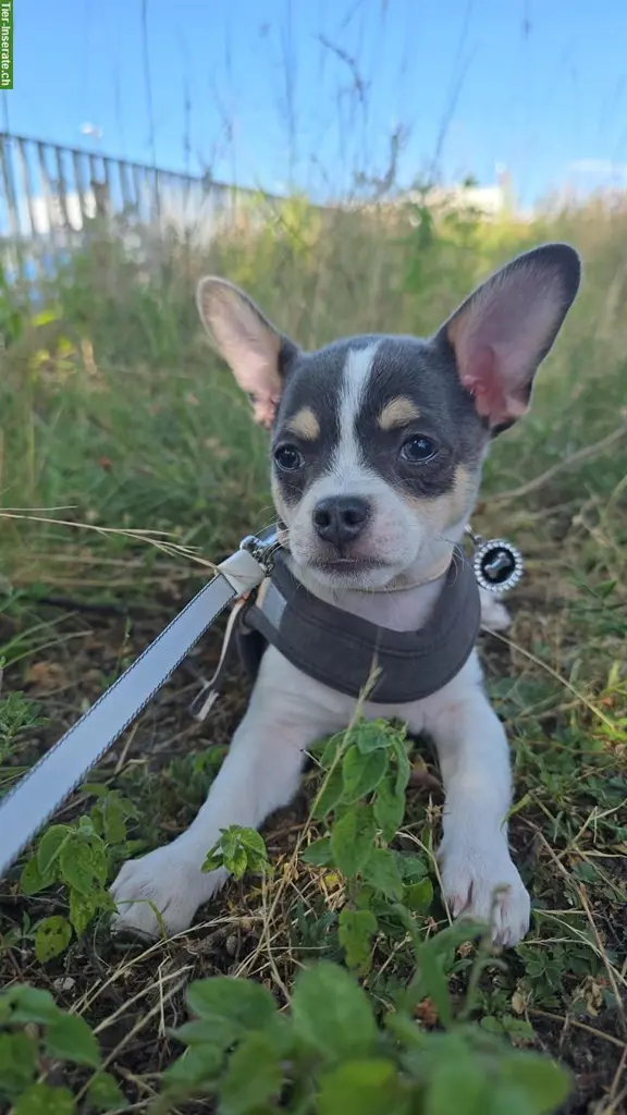 Biete Hundebetreuung, Kanton Aargau