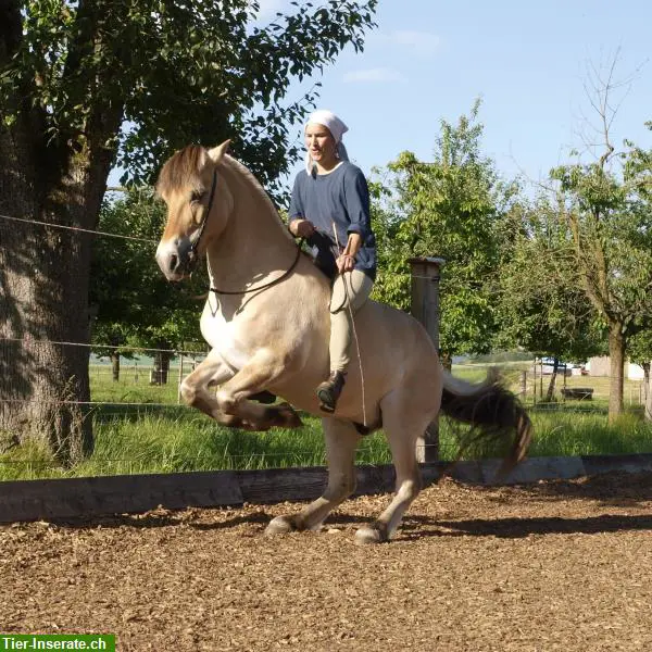Reittherapie (EMR registriert), Reitunterricht, Akademische Reitkunst
