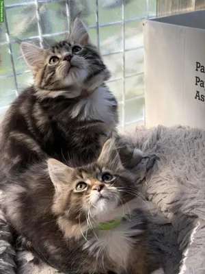 Maine Coon Kitten mit Stammbaum zu verkaufen