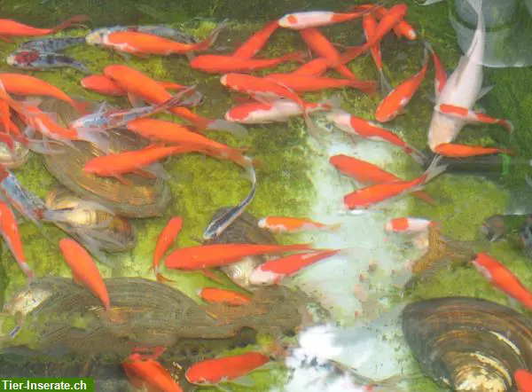 Biotop- & Teichfische aus der Aussenanlage