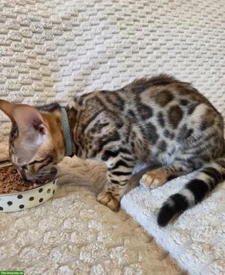 Bengalkatzen suchen ein liebevolles Zuhause