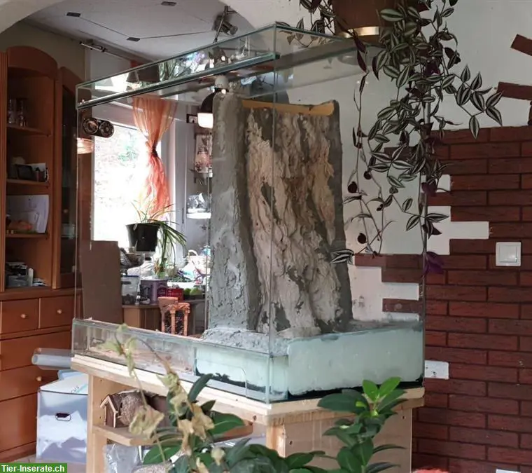 2 Kornnattern (handzahm) mit Terrarium-Komplettset