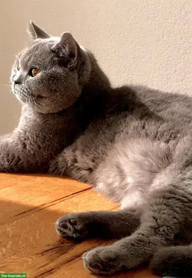 Katzenbetreuung Bettlach und Umgebung