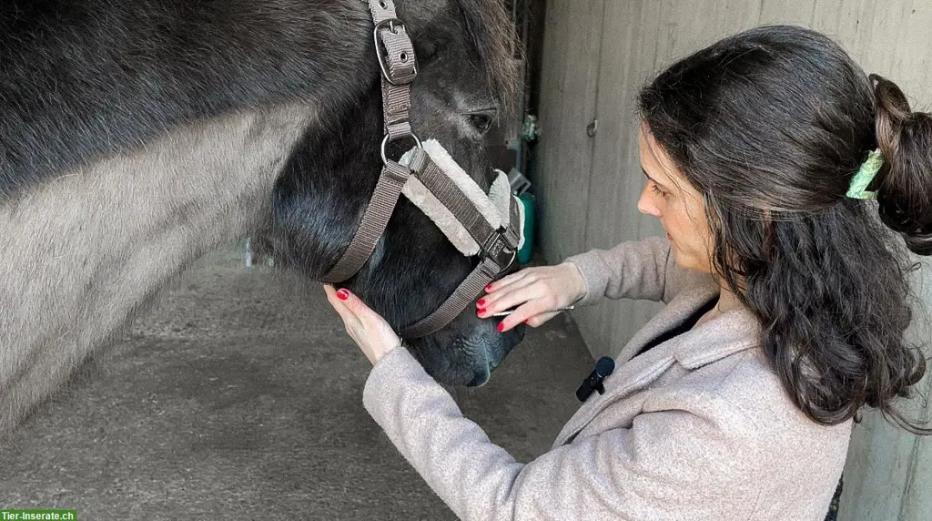 Animal Essence - Tierenergetik & Tierkommunikation | Raum Luzern