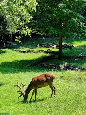 Suchen Leiterin / Leiter Verein Hirschpark Luzern
