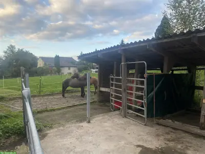 Teilversorger für 2 Pferde in Uster im ZH-Oberland