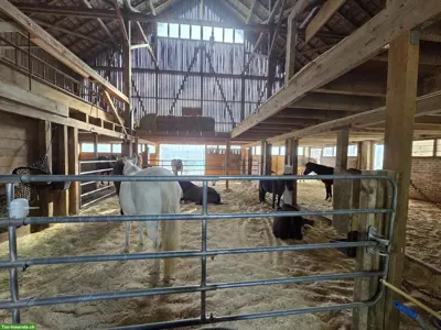 Reitbeteiligung auf tollen Ponys/Pferden in Lengnau AG