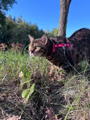 Prächtiger, verschmuster Bengalkater 5 Jahre