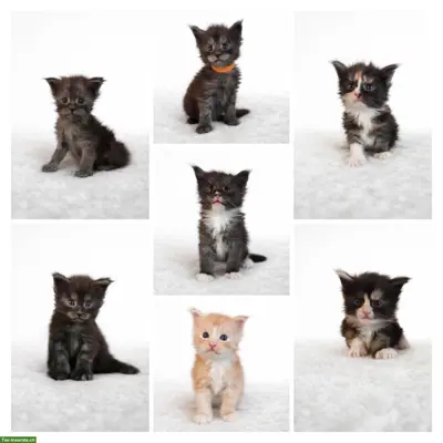 Maine Coon Kitten in liebevolle Hände abzugeben