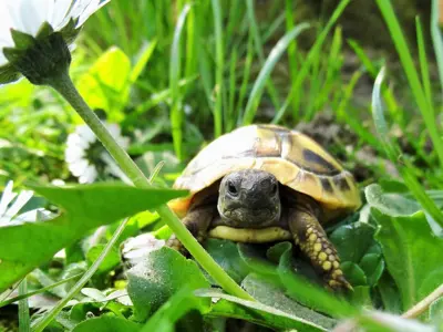 Griechische Landschildkröten – Nachzuchten 2026 mit CITES/EU-Papieren abzugeben