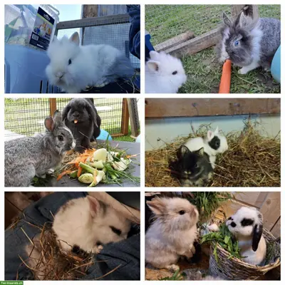 Löwenkopf, Zwergwidder, Zwergkaninchen Hobbyzucht