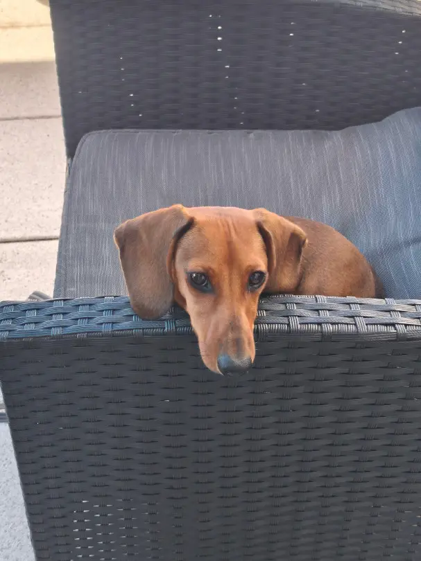 Brauner Zwergdackel 7 Monate alt