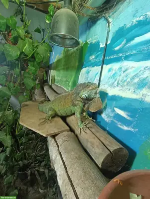 Grüner Leguan Männchen, Iguana iguana