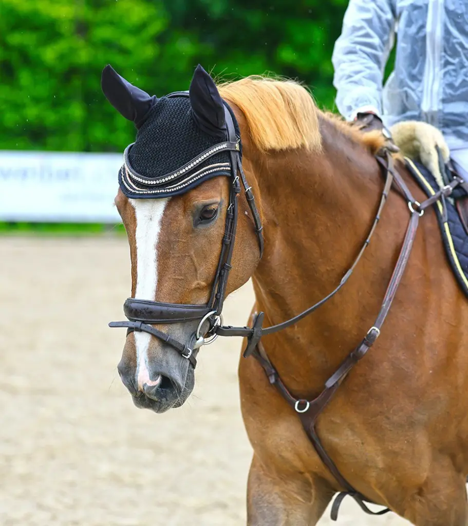 10 jährige Warmblutstute zu Verkaufen