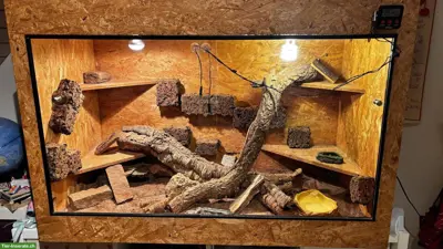 Zwergbartagame Männchen mit Terrarium & Zubehör