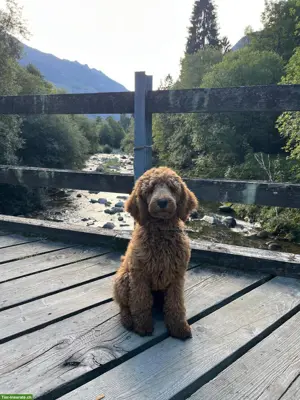 Suche nach Spaziergängen mit Pferd oder Pony