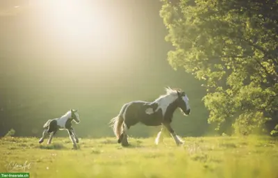 Irish Cob Zucht | wir stellen uns vor...