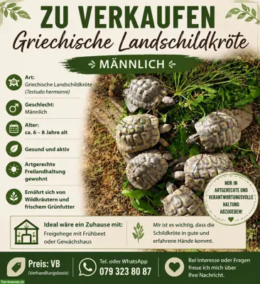 Griechische Landschildkröten Gruppe, männlich
