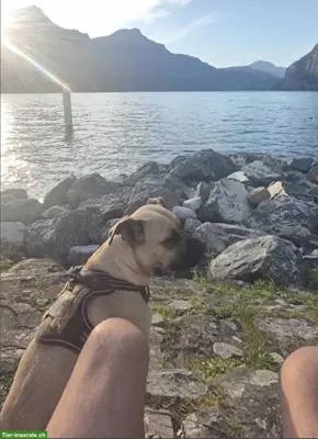 Hundebetreuung gesucht für 3 Monate