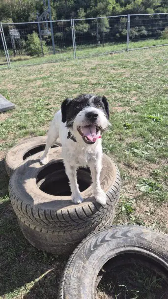 Lebensplatz für Parson Russel Terrier