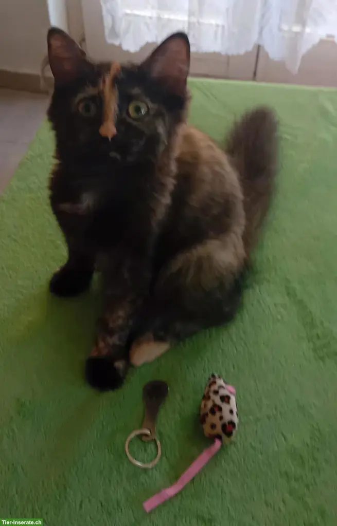 Wunderschöne Maine Coon Mix Kätzchen zu verkaufen