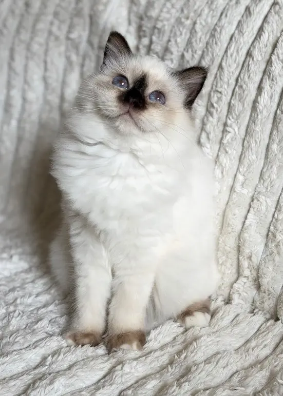 Heilige Birma Kitten