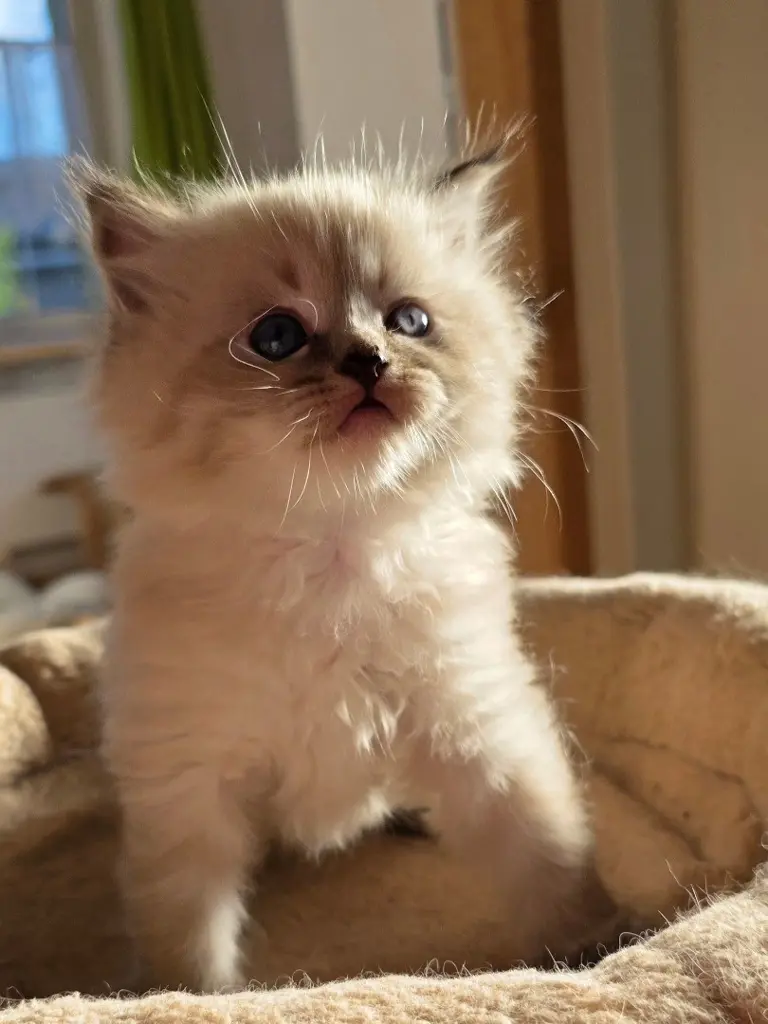 Süsse Ragdollmix Kitten suchen liebevolles Zuhause