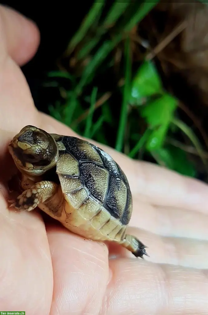 Breitrandschildkröte NZ zu verkaufen