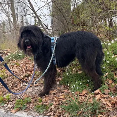 Jim,unsicherer Rüde mit Handicap, braucht Hundeerfahrung und sicheren Ersthund
