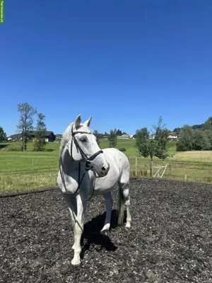 Schweizer Warmblut Wallach, Freizeitpferd zum Verkauf