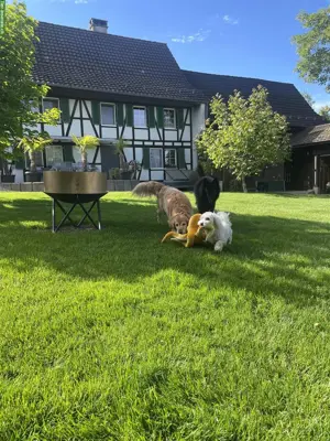 Tier-/Hundebetreuung in Tierpension, Langrickenbach TG