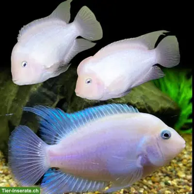 Weisse Zebrabuntbarsche Amatitlania nigrofasciata "white"