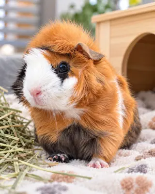 Meerschweinchen