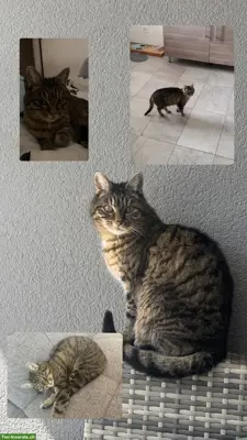 Getigerte Katze vermisst, Niedergesteln VS