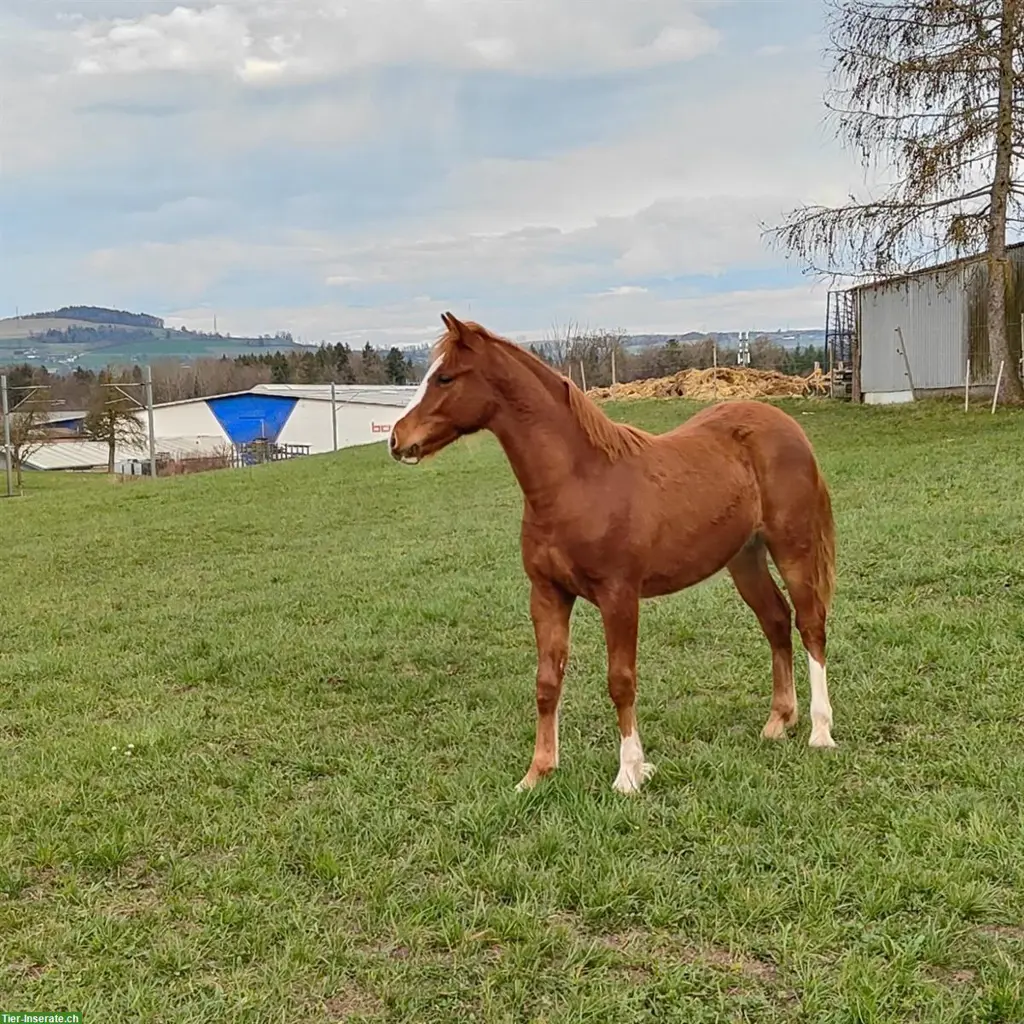 Welsh Partbred Wallach zu verkaufen