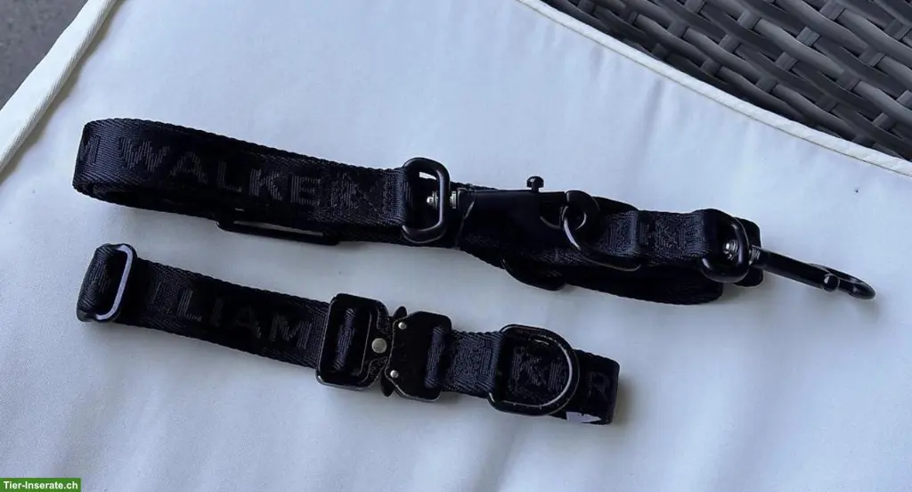 William Walker Halsband und Leine zu verkaufen