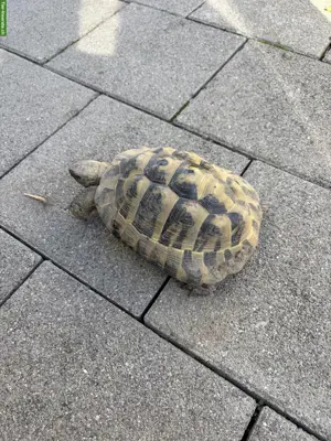 Griechische Landschildkröten Männchen, ca. 12-jährig