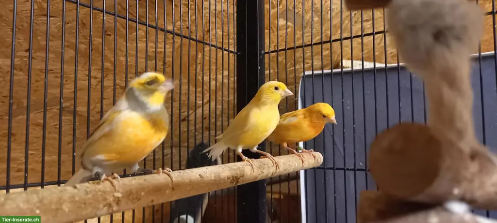 Kanarienvögel in verschiedenen Farben