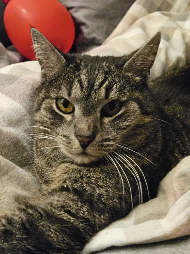 Luna sucht ein neues Zuhause