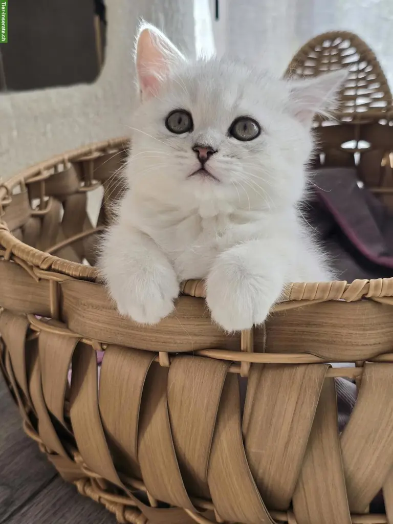 Zauberhafte BKH, BLH Kitten Silver-Chinchilla