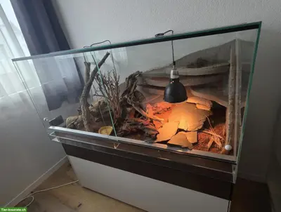 3 Leopardgeckos mit Terrarium und Zubehör
