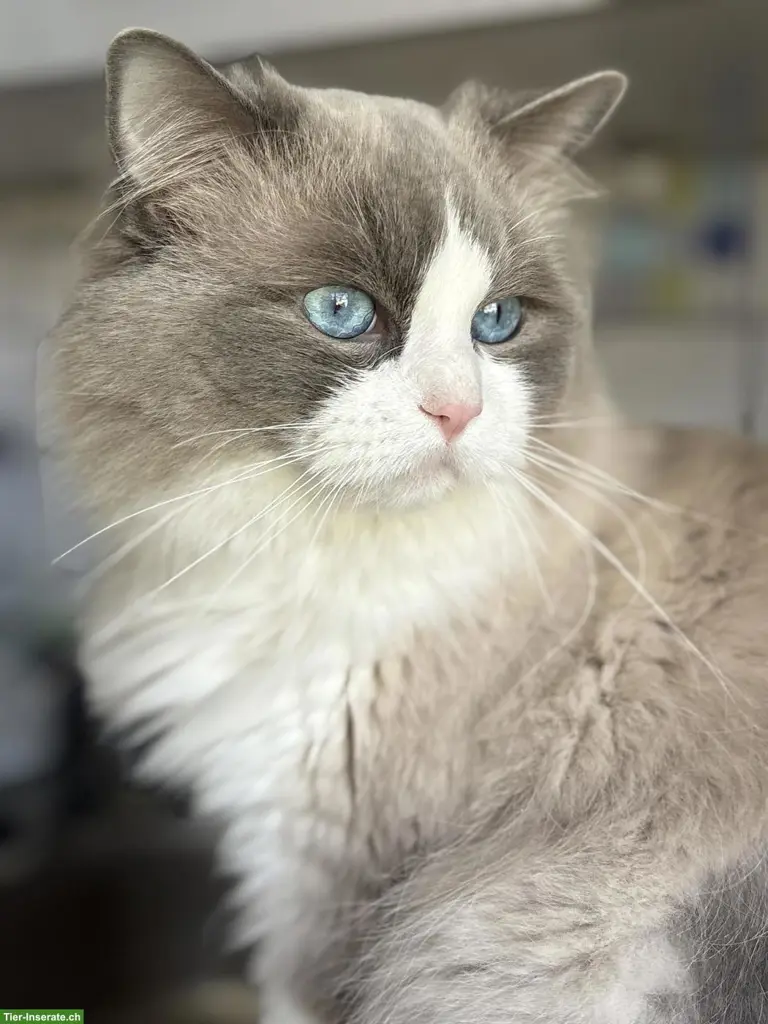 Ragdoll Deckkater mit Stammbaum