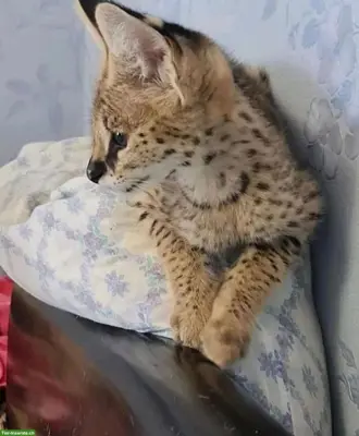 gattini di servalo disponibili